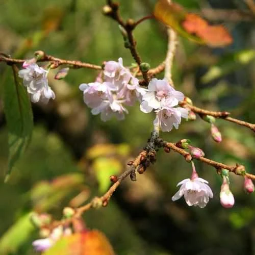 Prunus x subhirtella Autumnalis Rosea