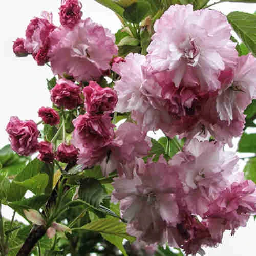 Prunus Pink Perfection