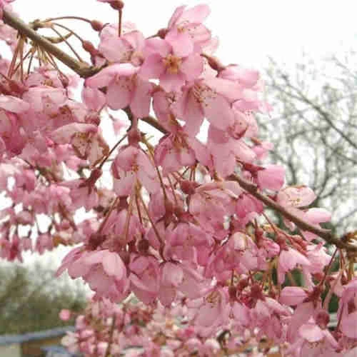 Prunus pendula Pendula Rubra