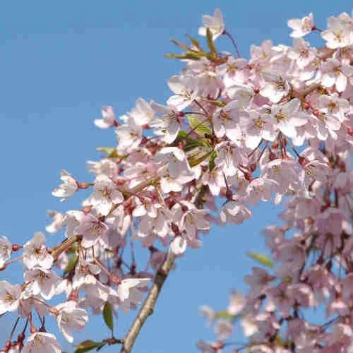 Prunus pendula Pendula Rubra