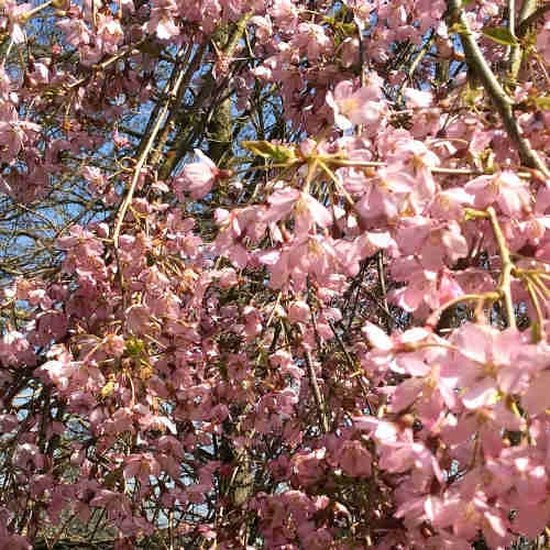 Prunus pendula Pendula Rubra