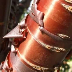 Prunus Serrula - Tibetan Cherry