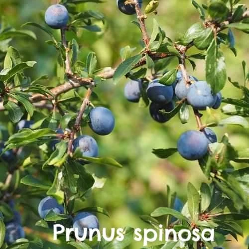 Native Wildlife Fruiting Hedge Mix