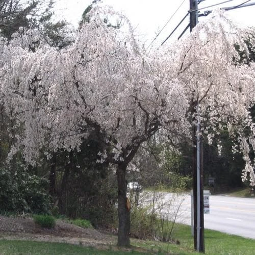 Prunus x yedoensis Shidare yoshino