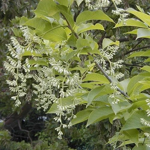 Pterostyrax hispida