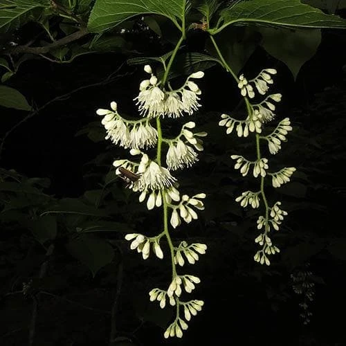 Pterostyrax hispida