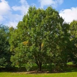 Quercus Bicolor - Swamp White Oak