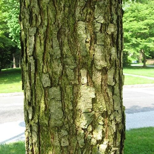 Quercus lyrata - Overcup Oak