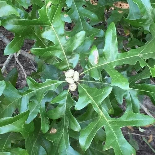 Quercus lyrata - Overcup Oak