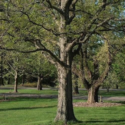 Quercus lyrata - Overcup Oak