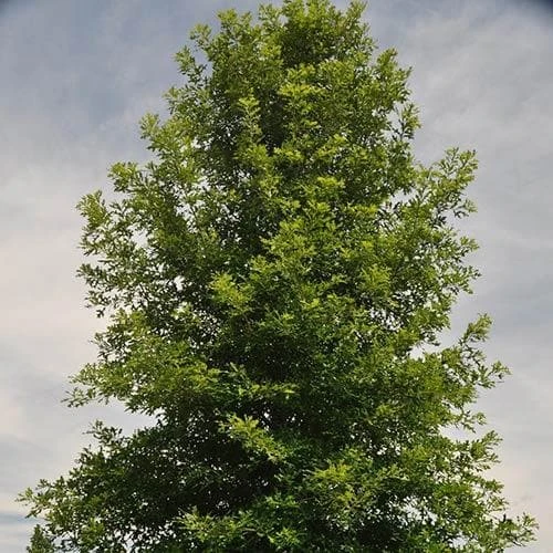 Quercus lyrata - Overcup Oak
