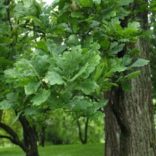 Quercus robur Fastigiata Koster