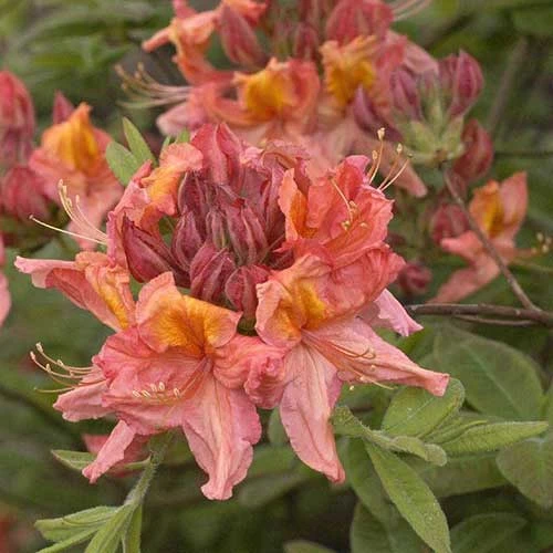 Azalea mollis Berry Rose