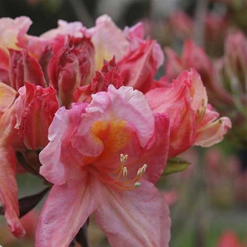 Azalea mollis Berry Rose