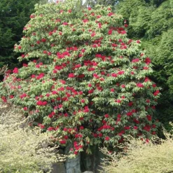 Rhododendron Arboreum