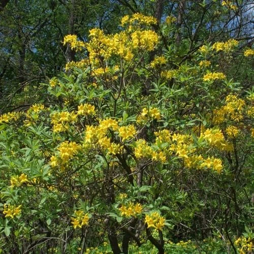 Azalea (Rhododendron) luteum