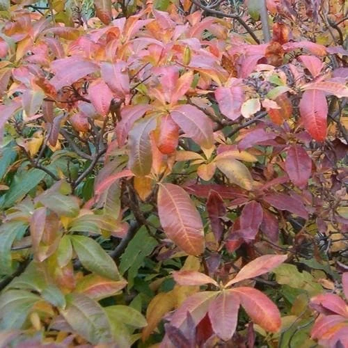 Azalea (Rhododendron) luteum