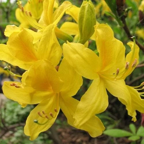 Azalea (Rhododendron) luteum