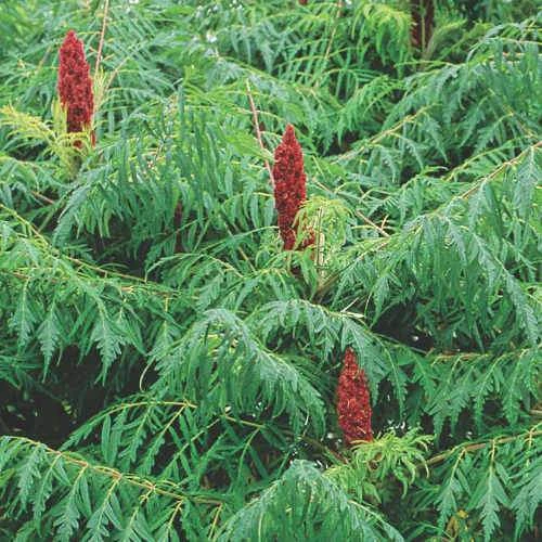 Rhus typhina Dissecta (Laciniata)