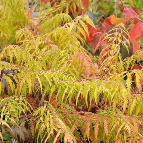 Rhus typhina Dissecta (Laciniata)