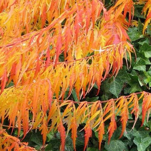 Rhus typhina Dissecta (Laciniata)