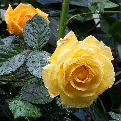 Rosa Arthur Bell - Floribunda Climbing Rose