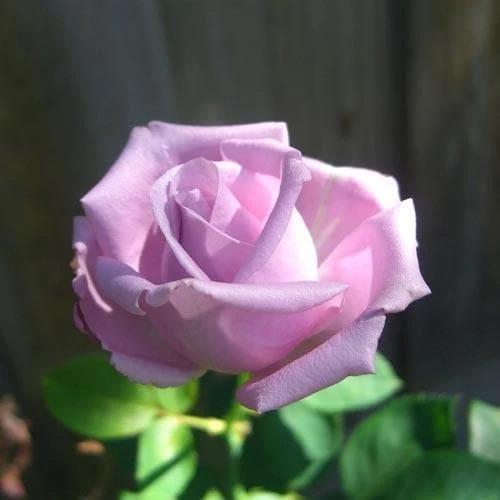 Rosa Blue Moon - Climbing Rose