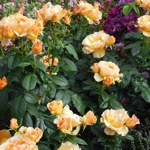 Rosa Easy Going - Floribunda Shrub Rose