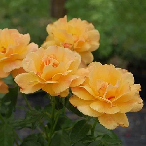 Rosa Easy Going - Floribunda Shrub Rose