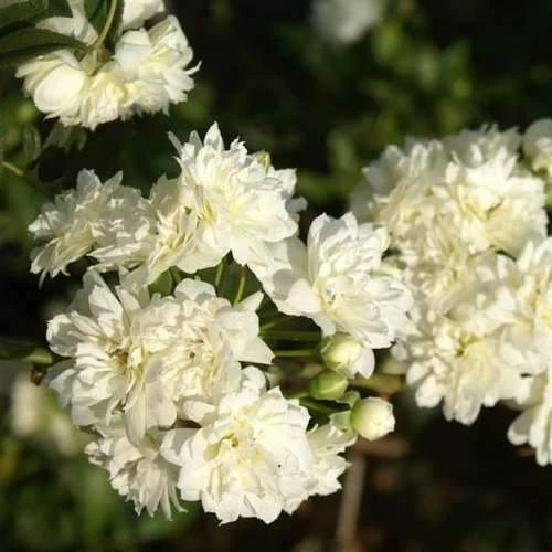 Rosa banksiae Alba Plena - Rambling Rose