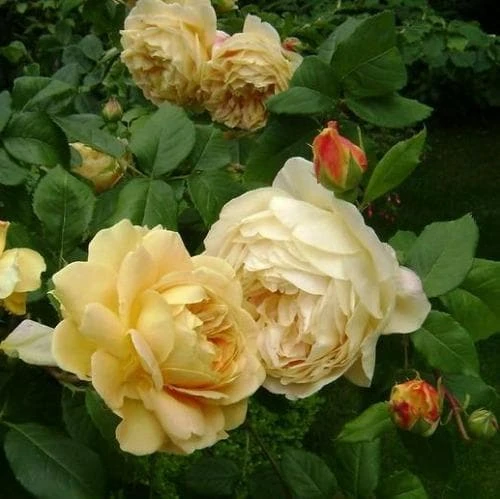 Rosa Golden Celebration - David Austin