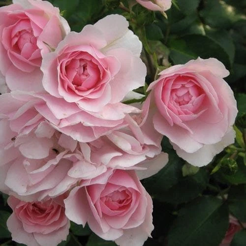 Rosa Bonica - Modern Shrub Rose