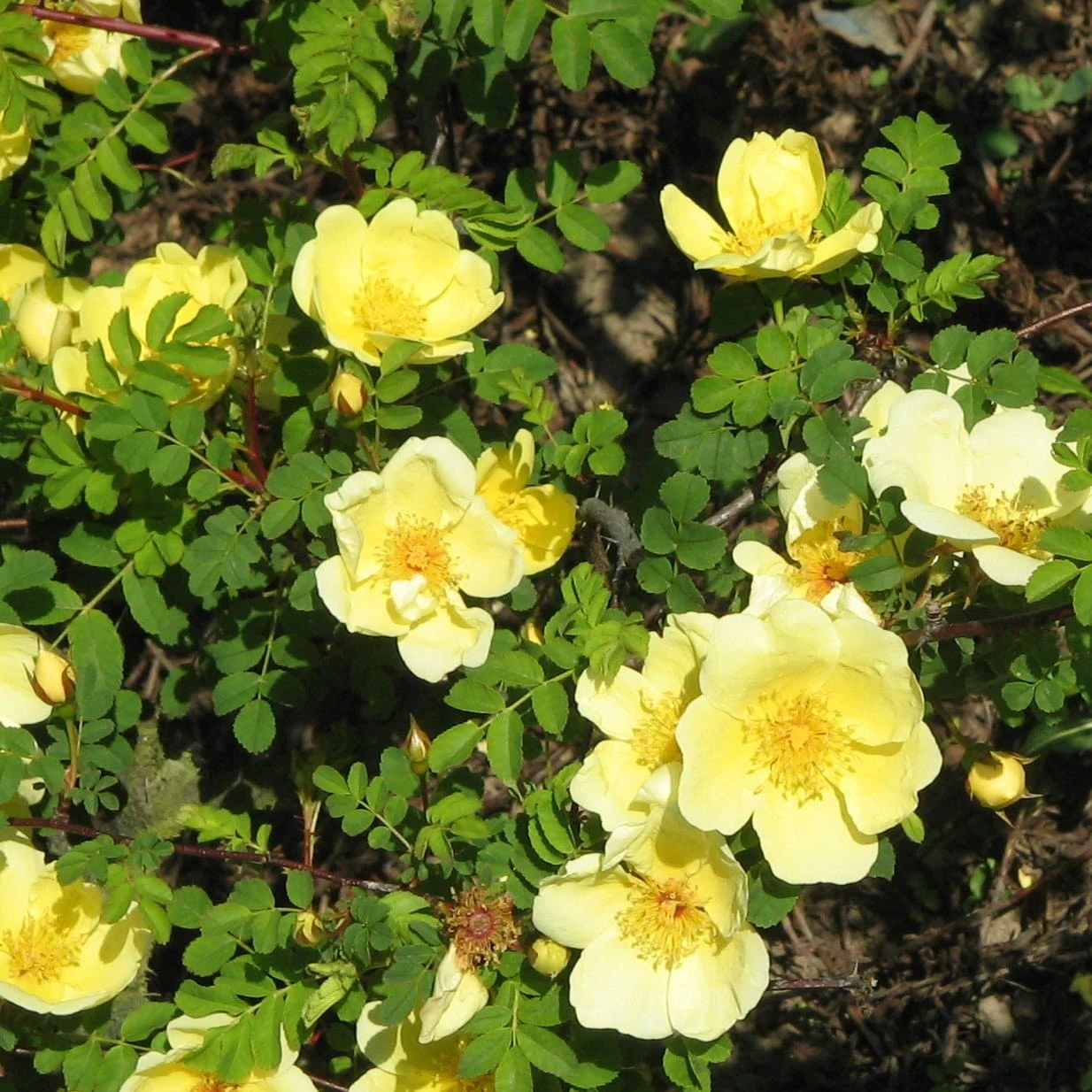 Rosa Canary Bird - Old Shrub Rose
