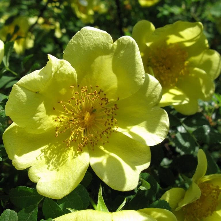 Rosa Canary Bird - Old Shrub Rose