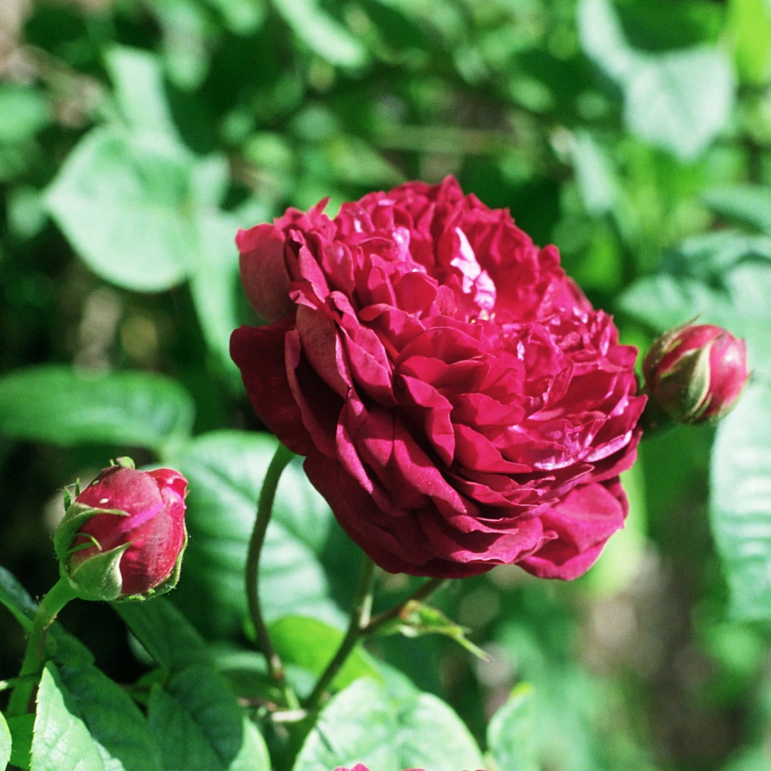 Rosa Cardinal de Richelieu - Gallica Shrub Rose