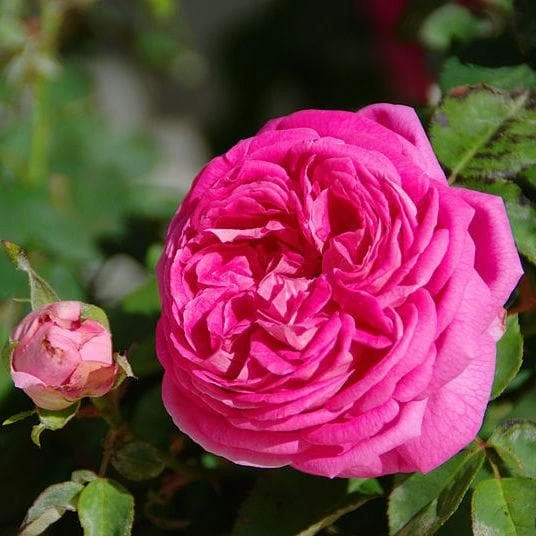 Rosa Cardinal de Richelieu - Gallica Shrub Rose