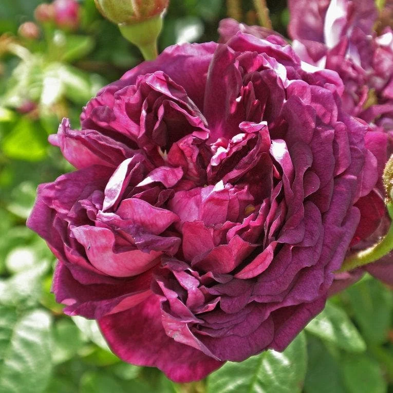 Rosa Cardinal de Richelieu - Gallica Shrub Rose