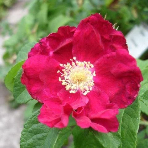 Rosa Carmen - Rugosa Rose