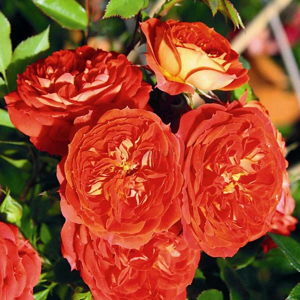 Rosa Carmen - Rugosa Rose