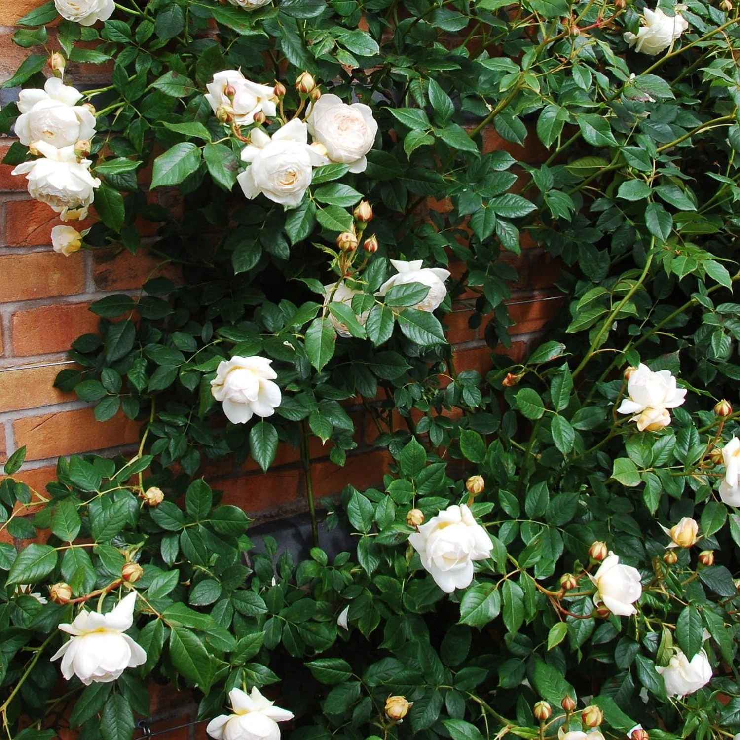 Rosa Claire Austin - David Austin Climbing Rose