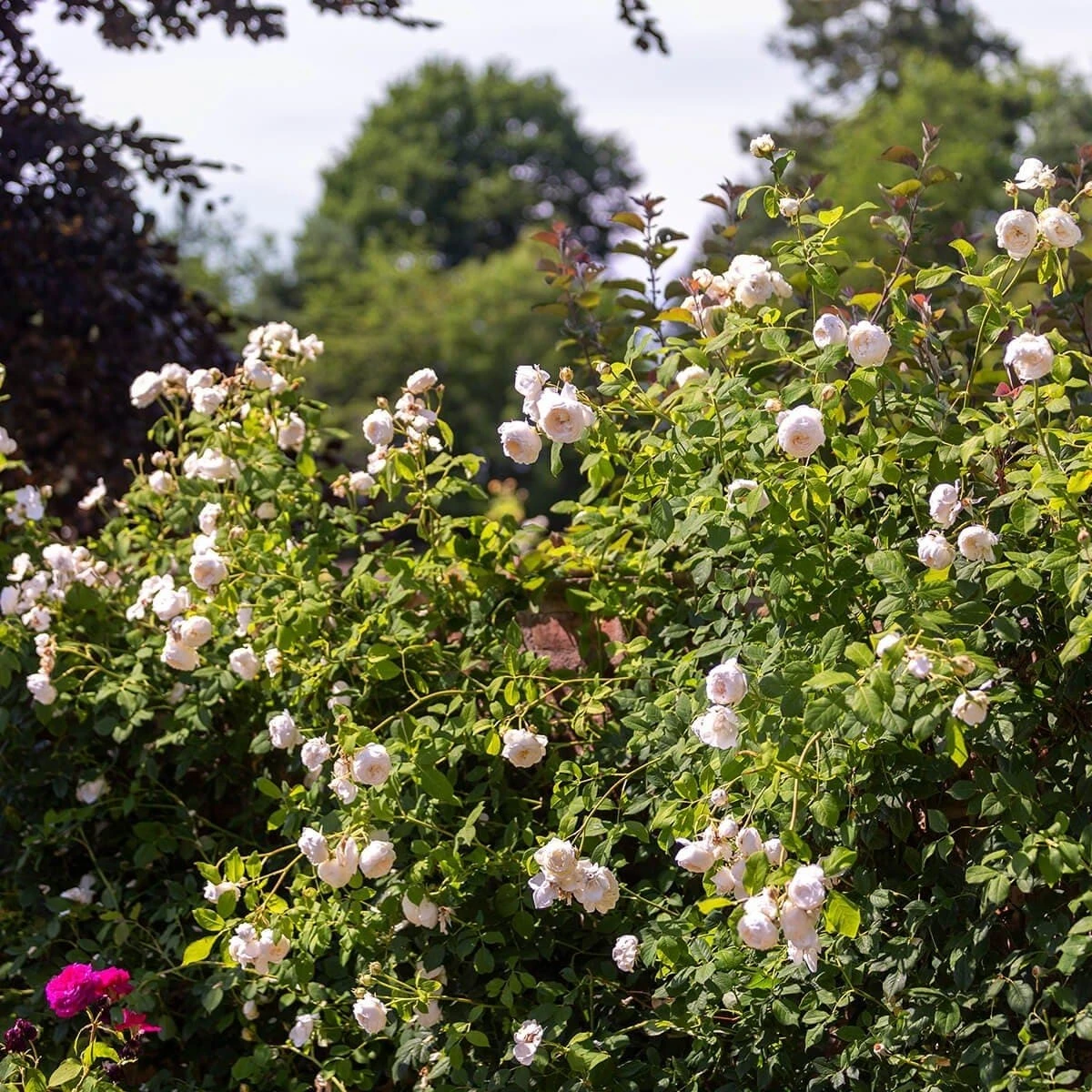 Rosa Claire Austin - David Austin Climbing Rose