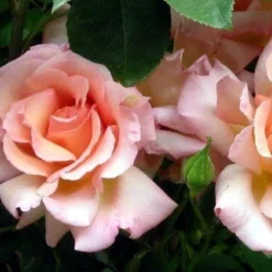 Rosa Compassion - Climbing Rose
