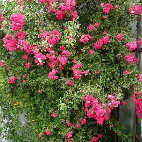 Rosa Dorothy Perkins - Rambling Rose