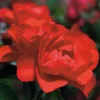 Rosa Flower Carpet Scarlet