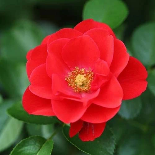 Rosa Flower Carpet Scarlet