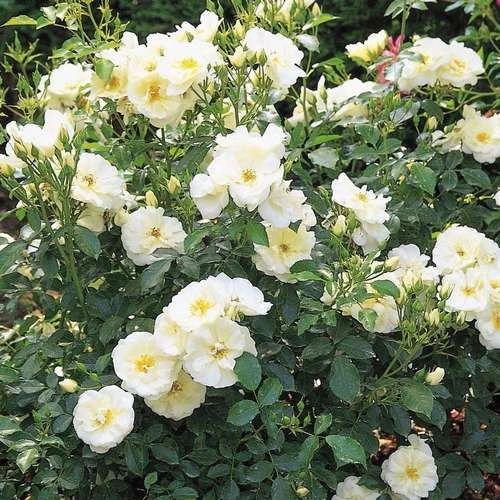 Rosa Flower Carpet White