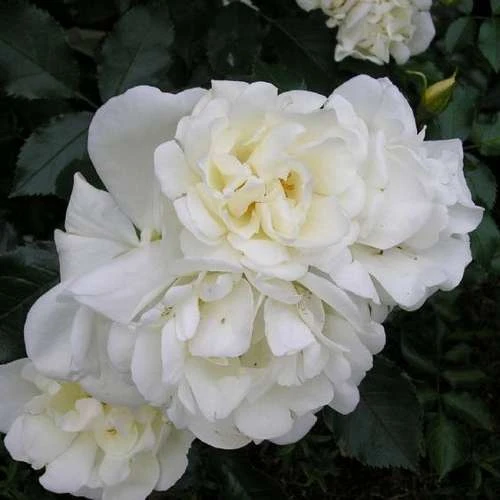 Rosa Flower Carpet White