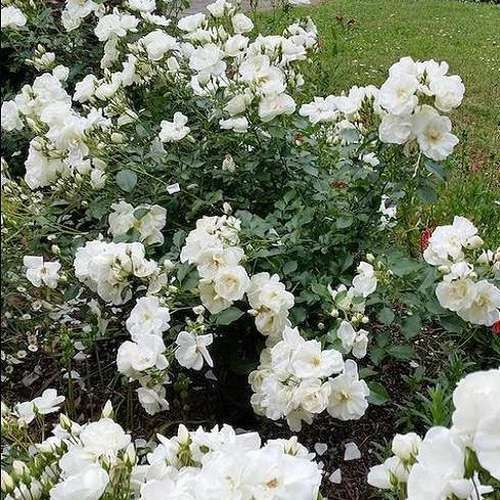 Rosa Flower Carpet White
