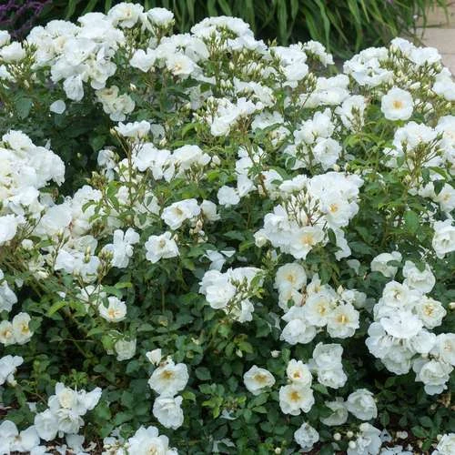 Rosa Flower Carpet White