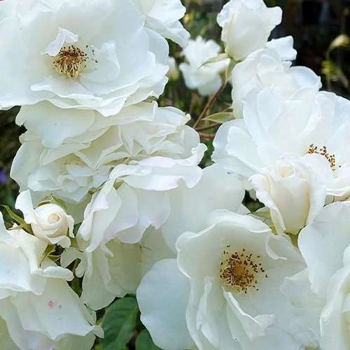 Rosa Flower Carpet White